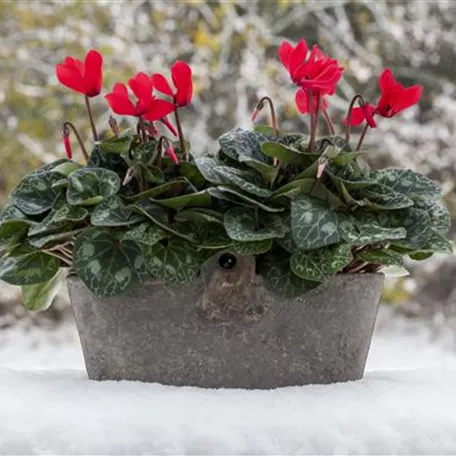 Cyclamen persicum 'Super Serie'®