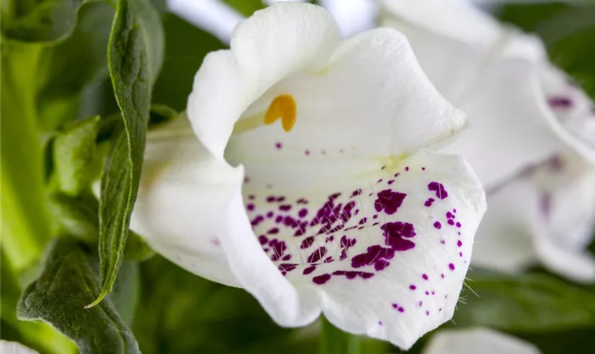 Digitalis purpurea, weiß