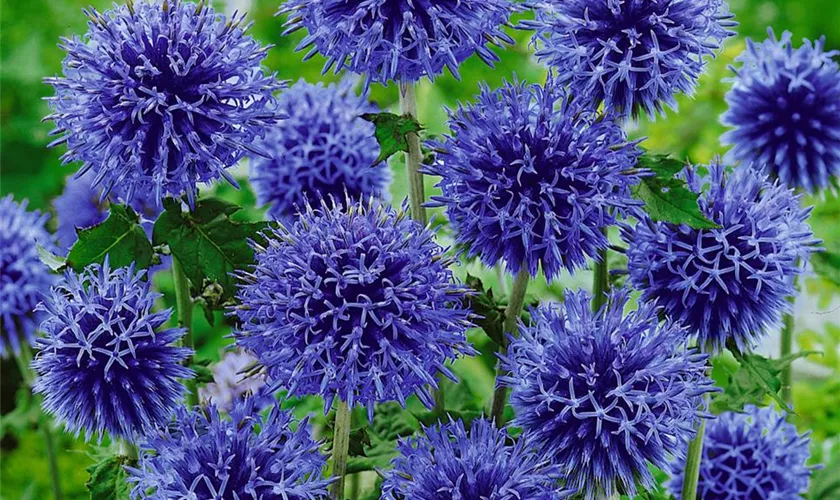 Echinops