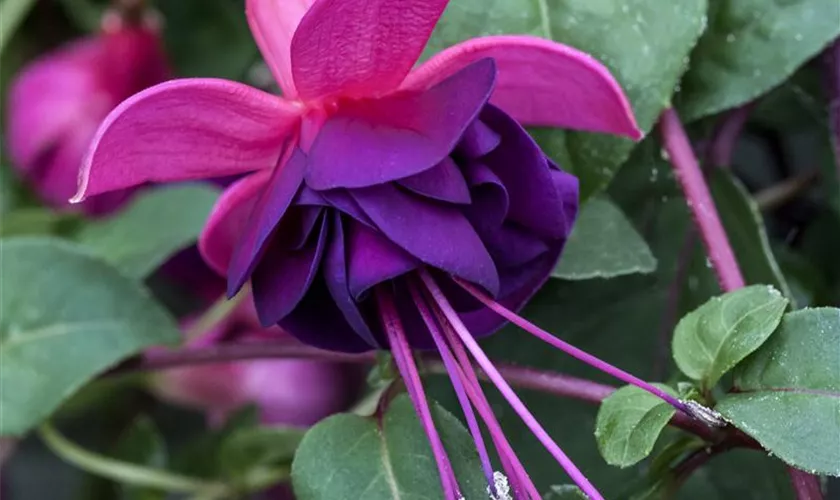 Fuchsia 'Jollies® Trailing Tulle'(s)