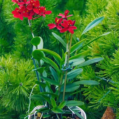 Epidendrum