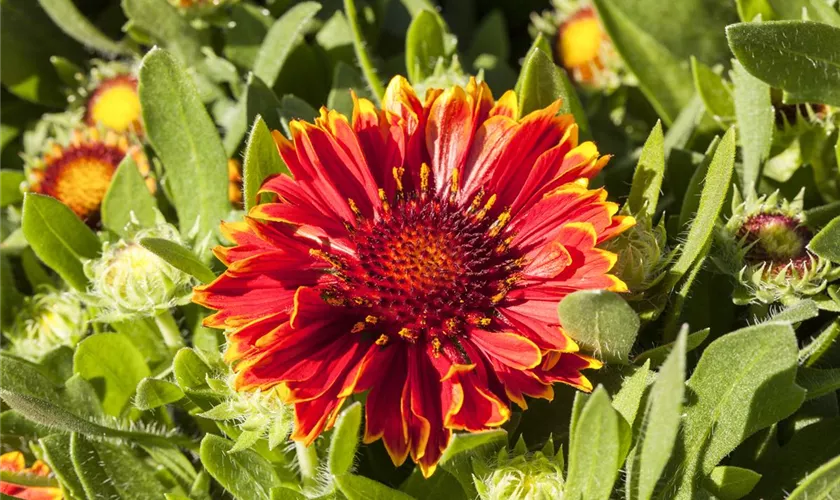 Gaillardia aristata SpinTop Pflanze Pflege Tipps Floragard