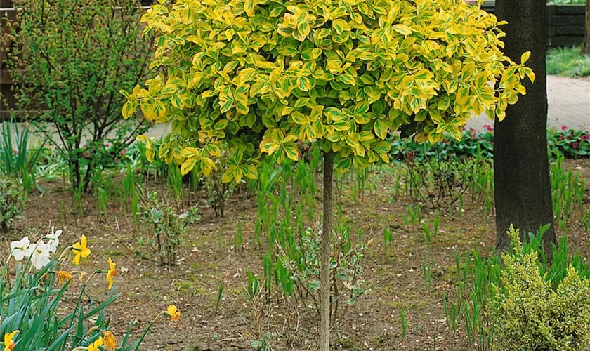 Kriechspindel 'Aurea'