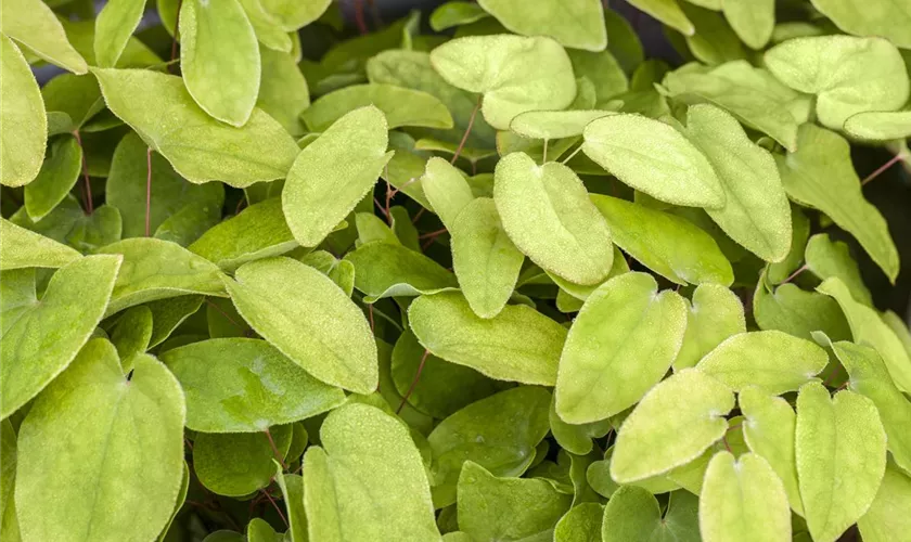 Epimedium x rubrum