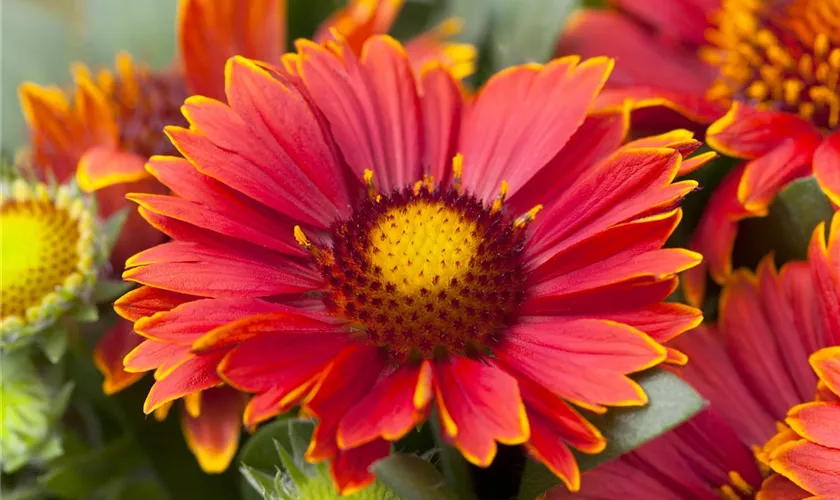 Gaillardia aristata 'Sunburst Red'® with yellow tip