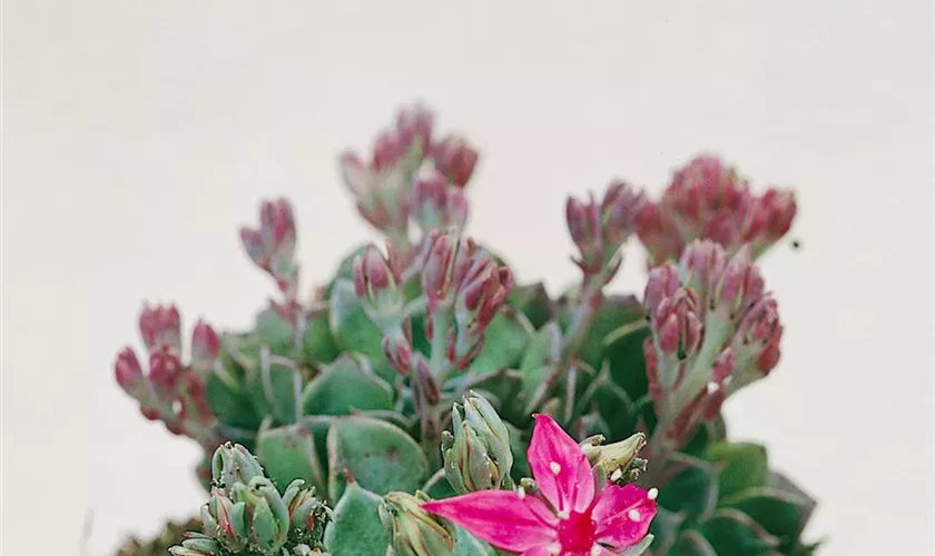 Graptopetalum