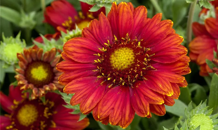 Gaillardia x grandiflora 'Mesa Red'