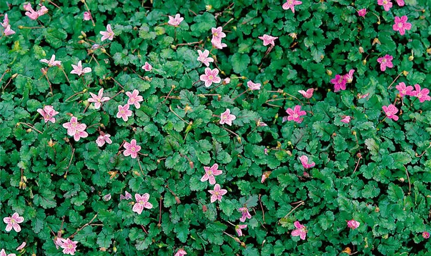 Zwergiger Garten-Reiherschnabel 'Bishop Rose'