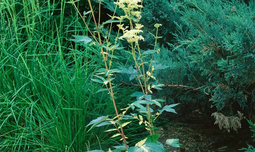 Filipendula ulmaria 'Variegata'