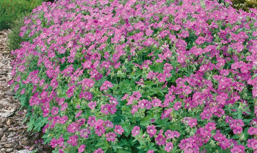 Geranium gracile