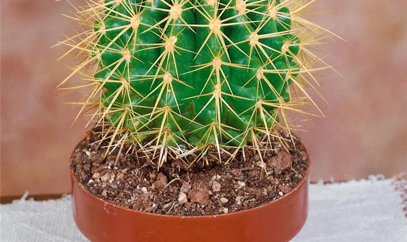 Echinocactus glaucescens