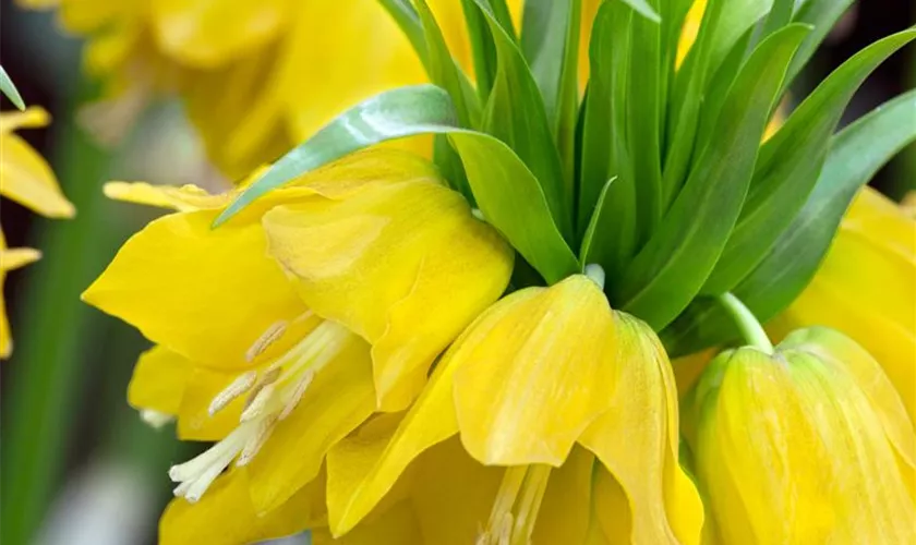 Fritillaria imperialis, gelb