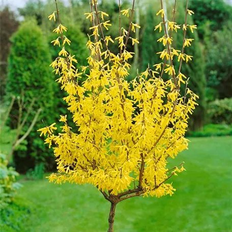 Forsythia