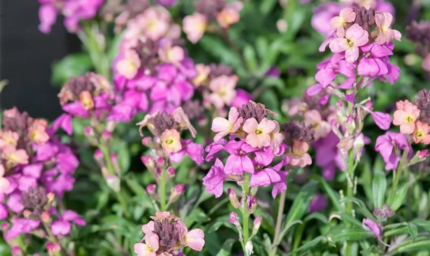 Erysimum cheiri POEM™ 'Lavender'