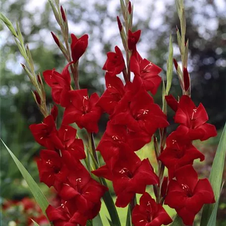 Gladiolus, rot