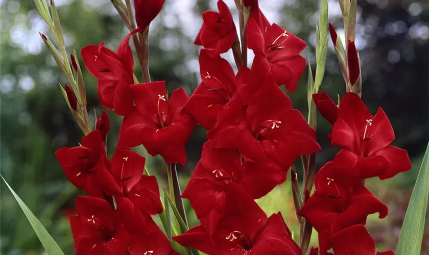 Gladiole