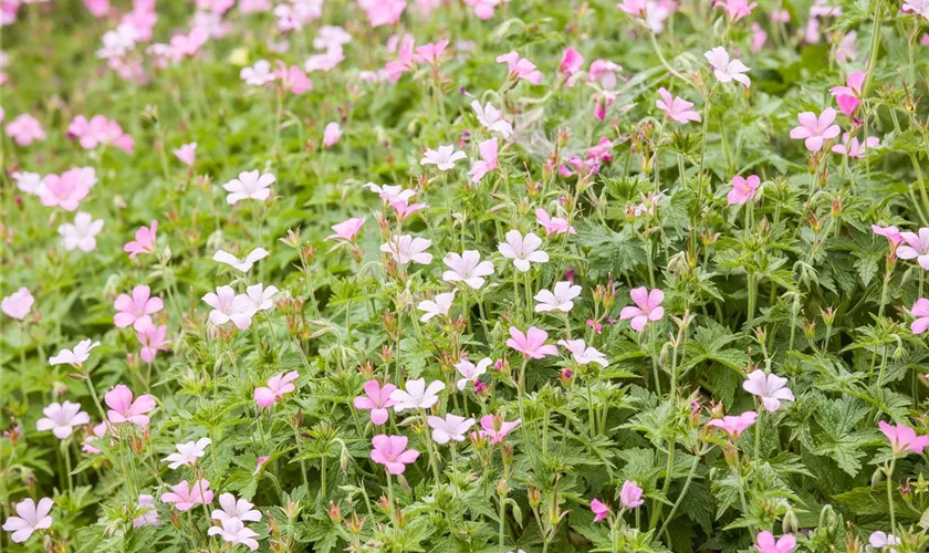 Geranium sanguineum, rosa