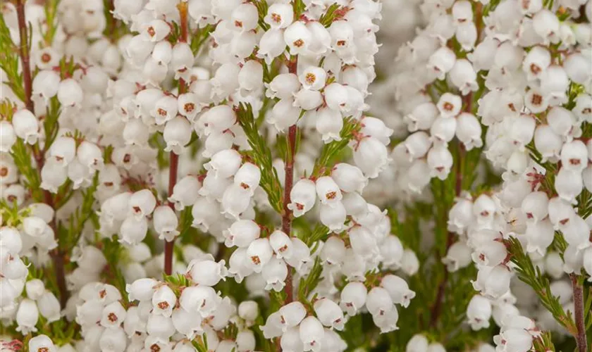 Erica gracilis, weiß