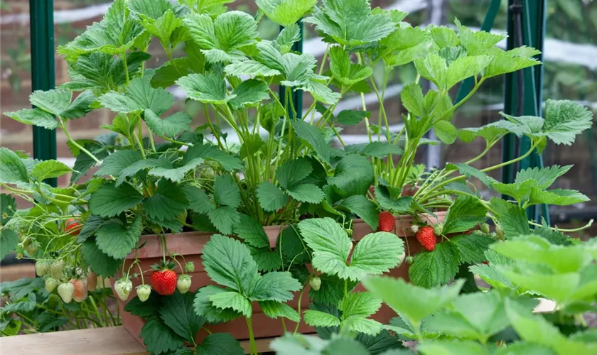 Fragaria x ananassa 'Fridulin'