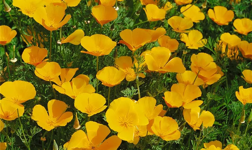 Kalifornischer Mohn