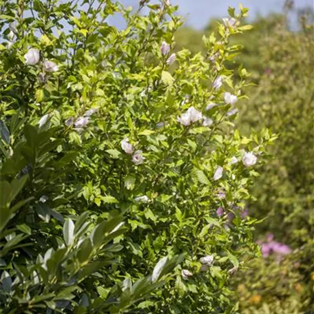 Hibiscus syriacus, weiß