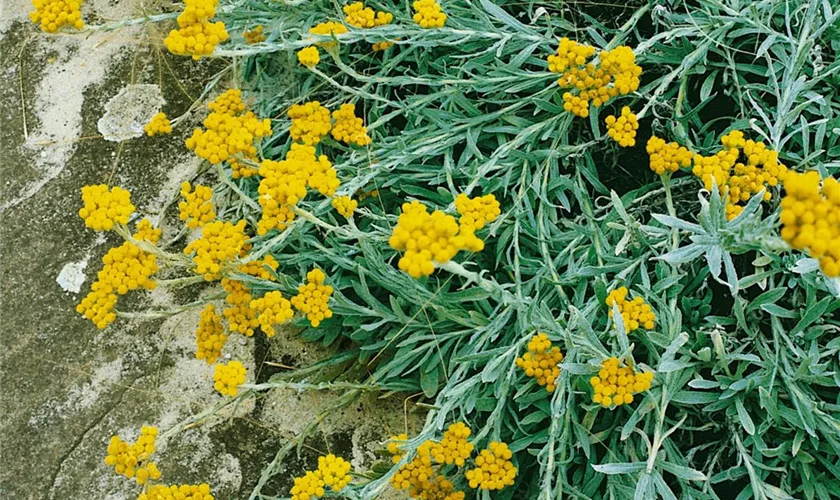 Helichrysum thianshanicum 'Goldkind'