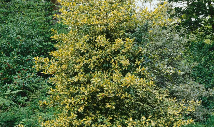 Ilex aquifolium, Pyramide