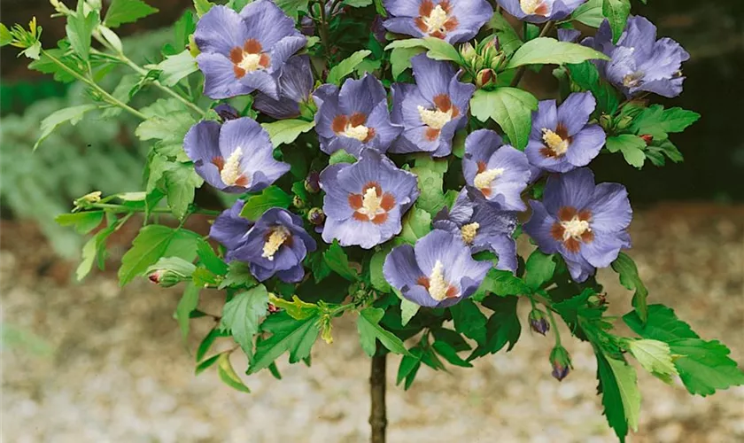 Hibiscus syriacus 'Coelestis', Stamm