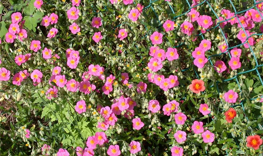 Helianthemum cultorum, rot