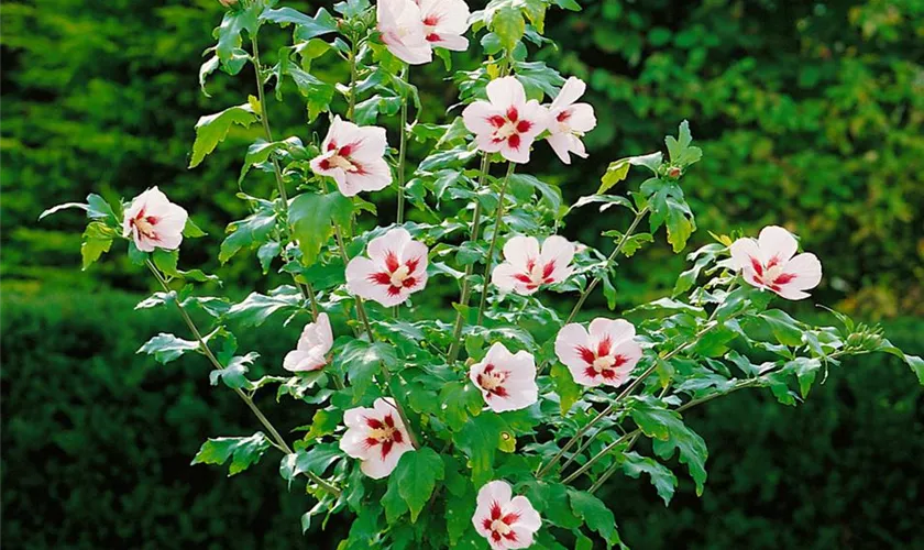 Hibiscus syriacus 'Hamabo', Stamm