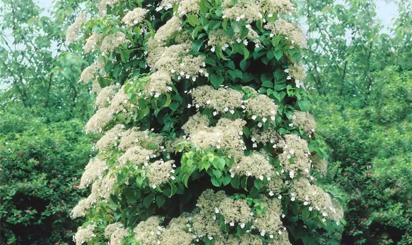 Kletterhortensie