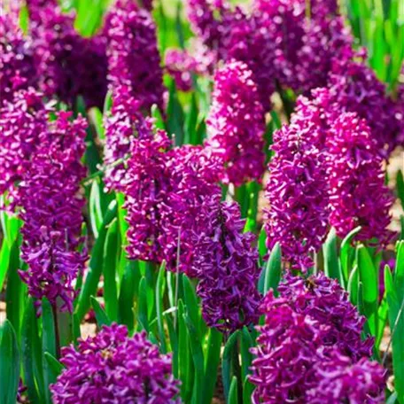 Hyacinthus orientalis, rot