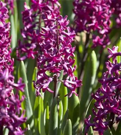 Hyazinthe, Krokus und Co. – der Frühling wird bunt