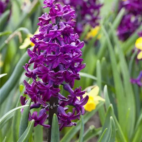 Hyacinthus orientalis, purpurviolett