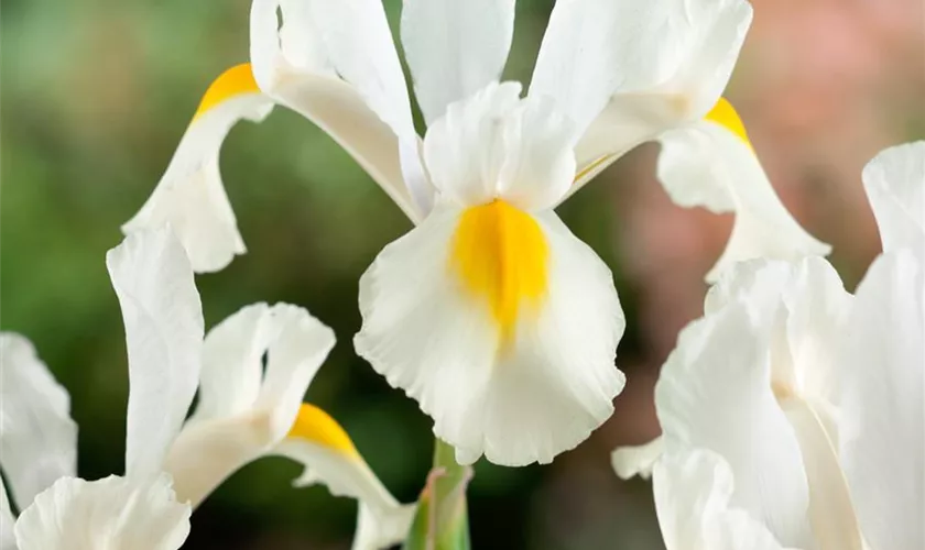 Holländische Iris