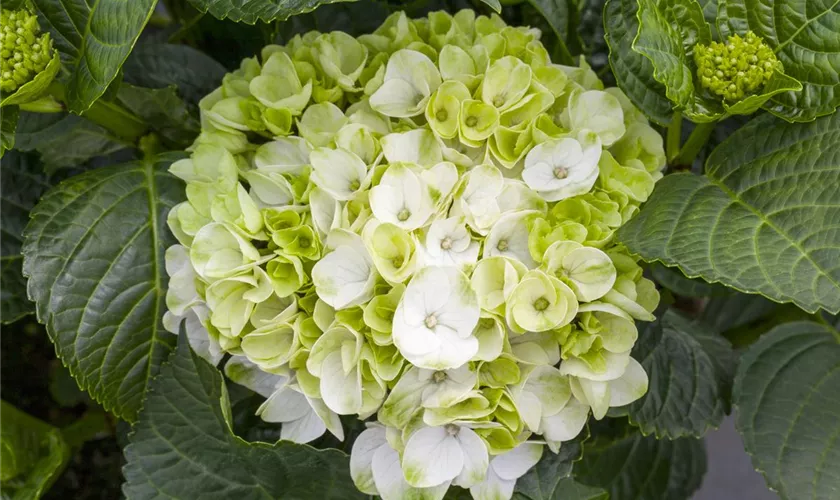 Hydrangea macrophylla 'Hochzeits-Hortensie'®