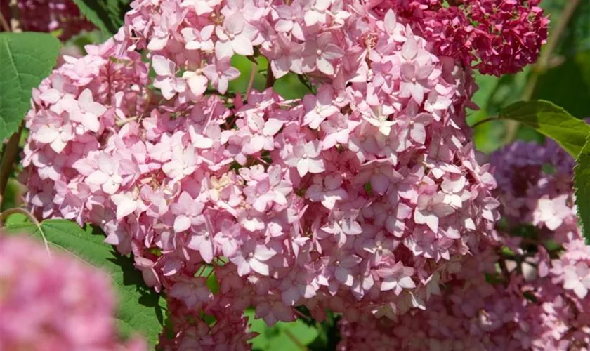 Hydrangea 'Endless Summer'®, rosa