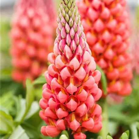 Lupinus polyphyllus, rot