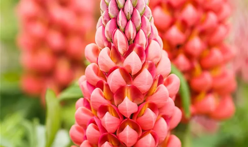 Vielblättrige Lupine