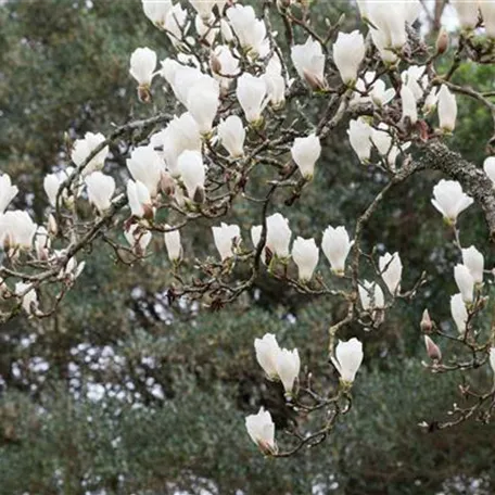 Magnolia denudata, Stamm