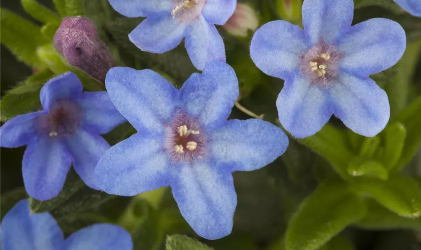 Lithodora diffusa, hellblau