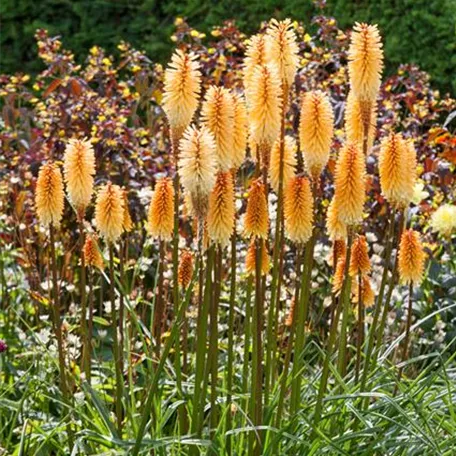 Garten-Fackellilie 'Creamsicle'®