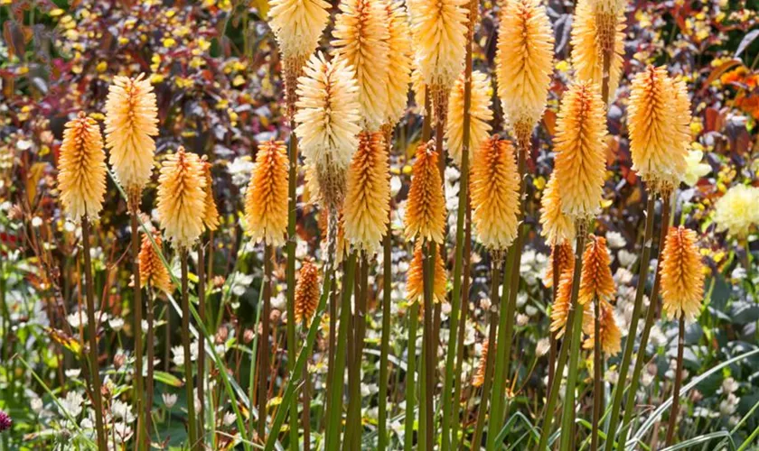 Kniphofia uvaria 'Creamsicle'®