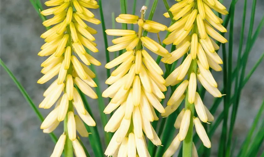 Kniphofia uvaria 'Little Maid'