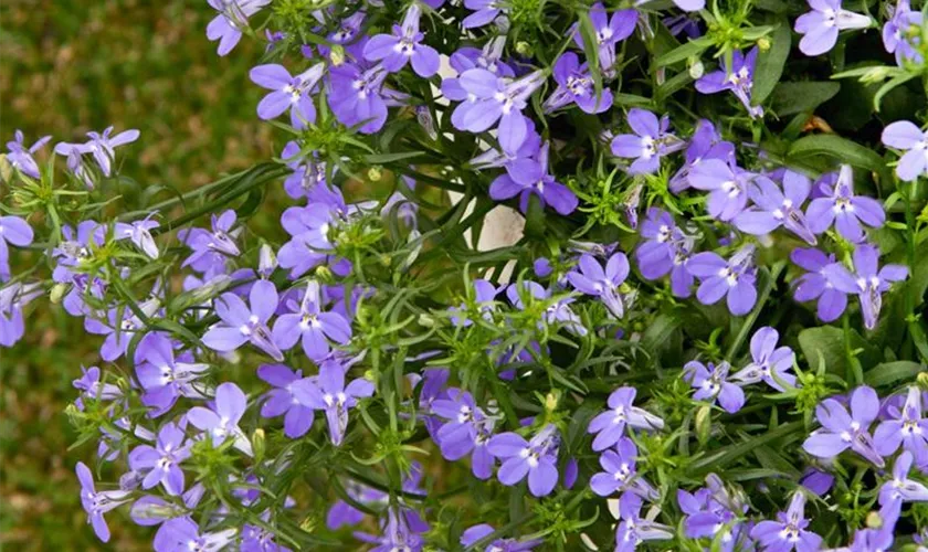 Lobelia 'Laguna'