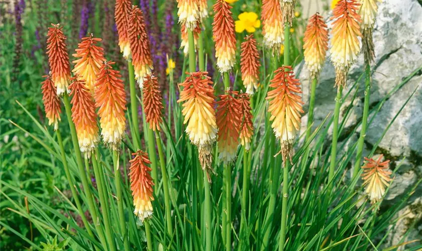 Kniphofia uvaria 'Royal Standard'