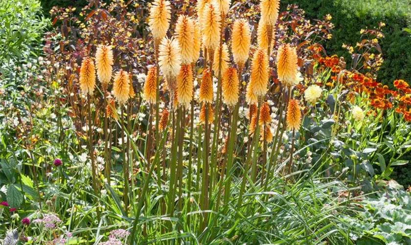 Kniphofia uvaria 'Tawny King'