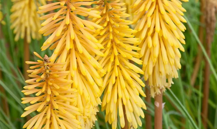 Kniphofia uvaria 'Wrexham Buttercup'