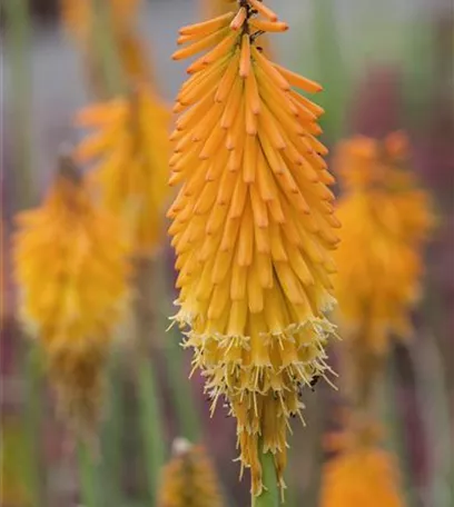 Fackellilien – ein florales Flammenmeer im Garten