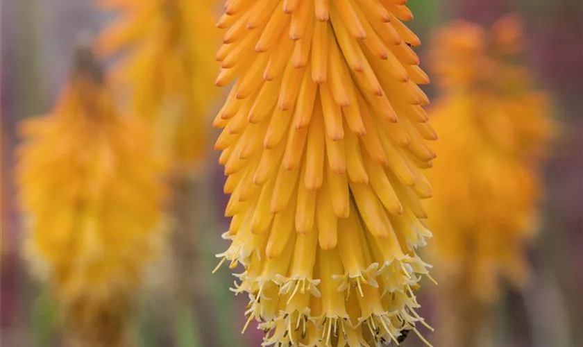 Kniphofia uvaria 'Mango Popsicle'®(s)